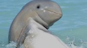 Verdens 'sødeste' delfin er truet af udryddelse – men det er ikke for sent