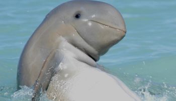 Verdens 'sødeste' delfin er truet af udryddelse – men det er ikke for sent