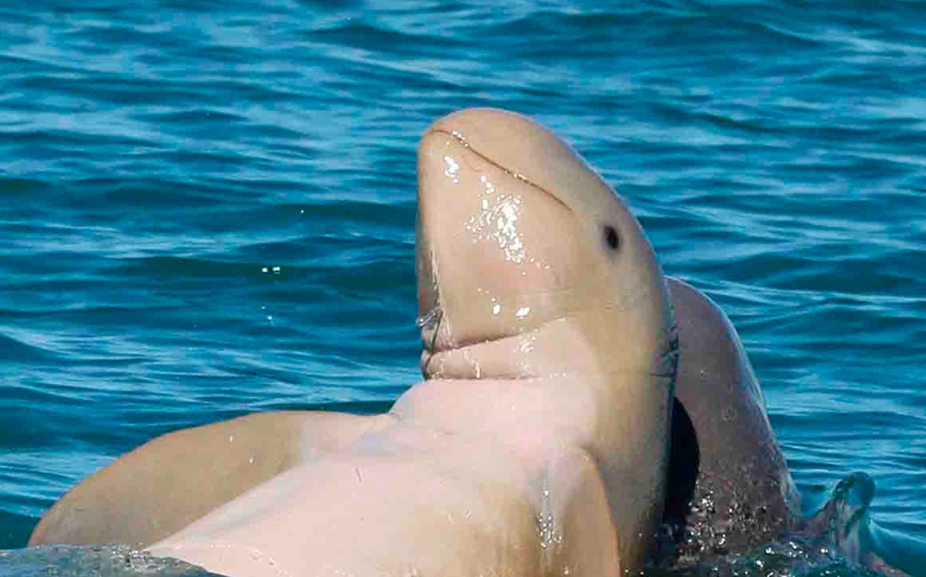 Verdens 'sødeste' delfin er truet af udryddelse – men det er ikke for sent