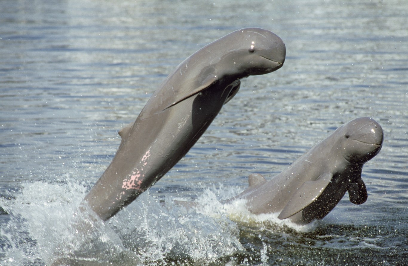 Verdens 'sødeste' delfin er truet af udryddelse – men det er ikke for sent