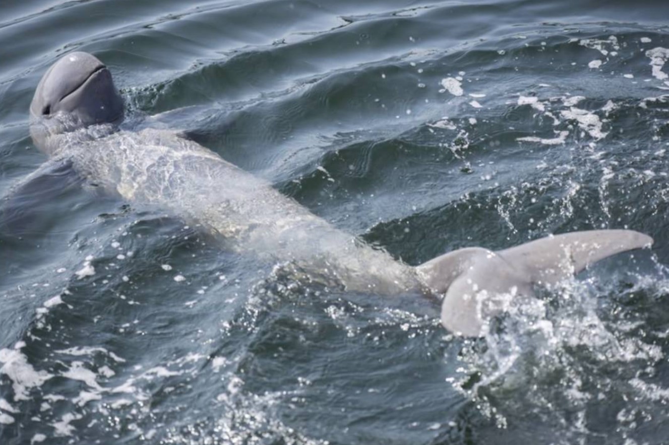 Verdens 'sødeste' delfin er truet af udryddelse – men det er ikke for sent