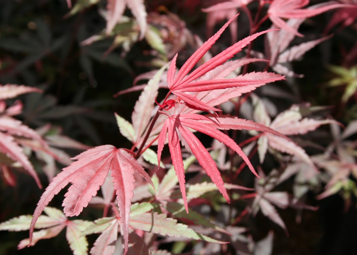 Japanese maple “Garnet”