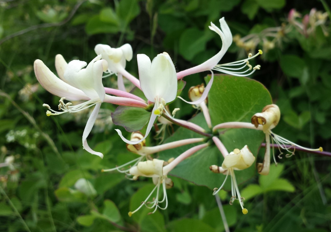 Kaprifolium
