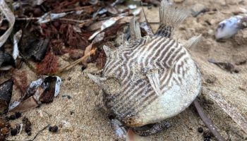 Giftige mikroalger forårsagede mystisk gult skum og fiskedød på strande i South Australia, finder forskere