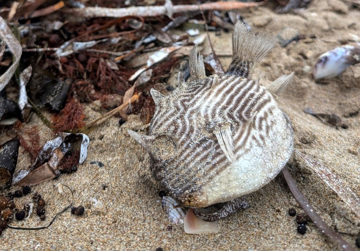 Giftige mikroalger forårsagede mystisk gult skum og fiskedød på strande i South Australia, finder forskere