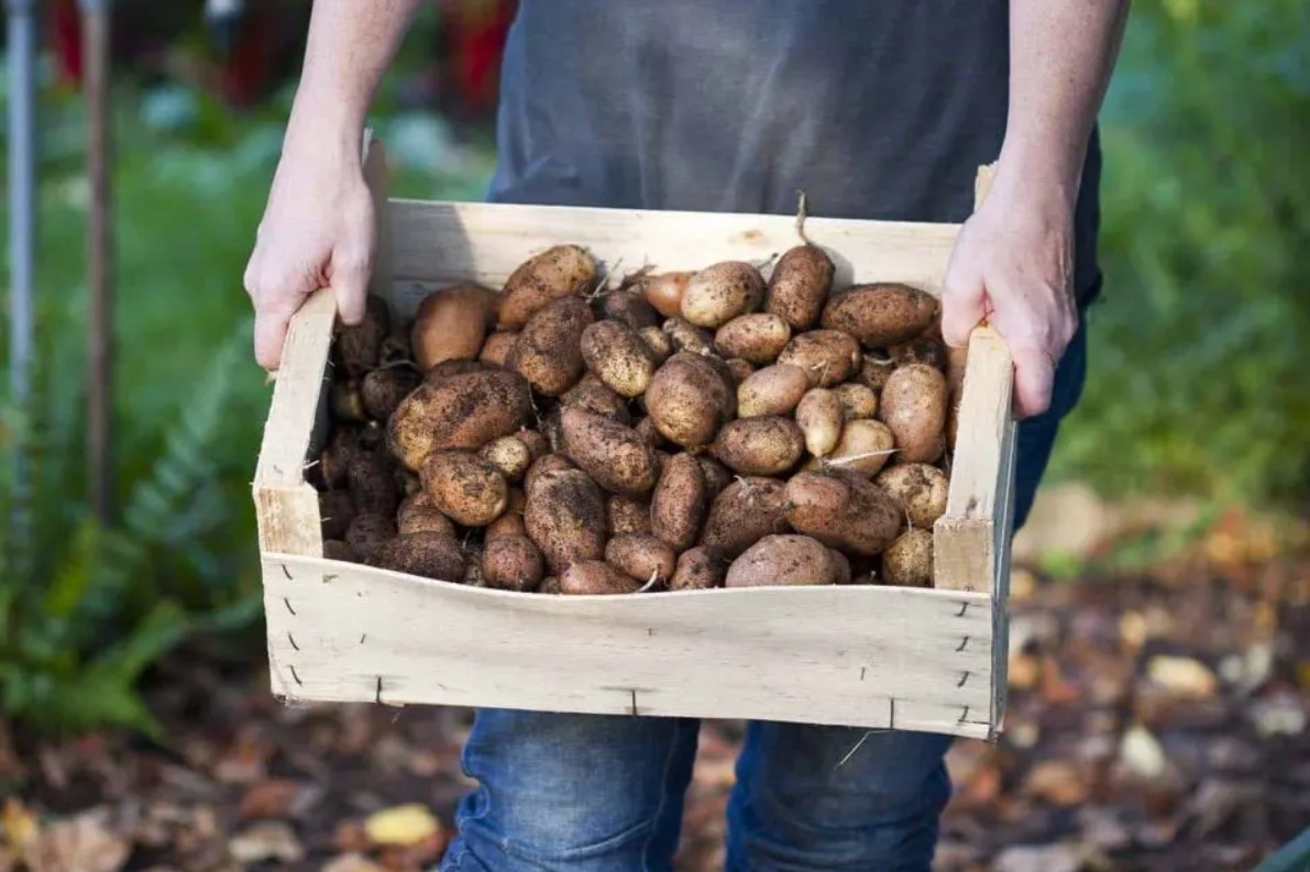 Kartoffeldyrkning: landbrugshemmeligheder, som ukrainere har fortalt om