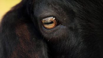 Hele internettet er betaget: den mindste ged er vokset op på en gård i Indien