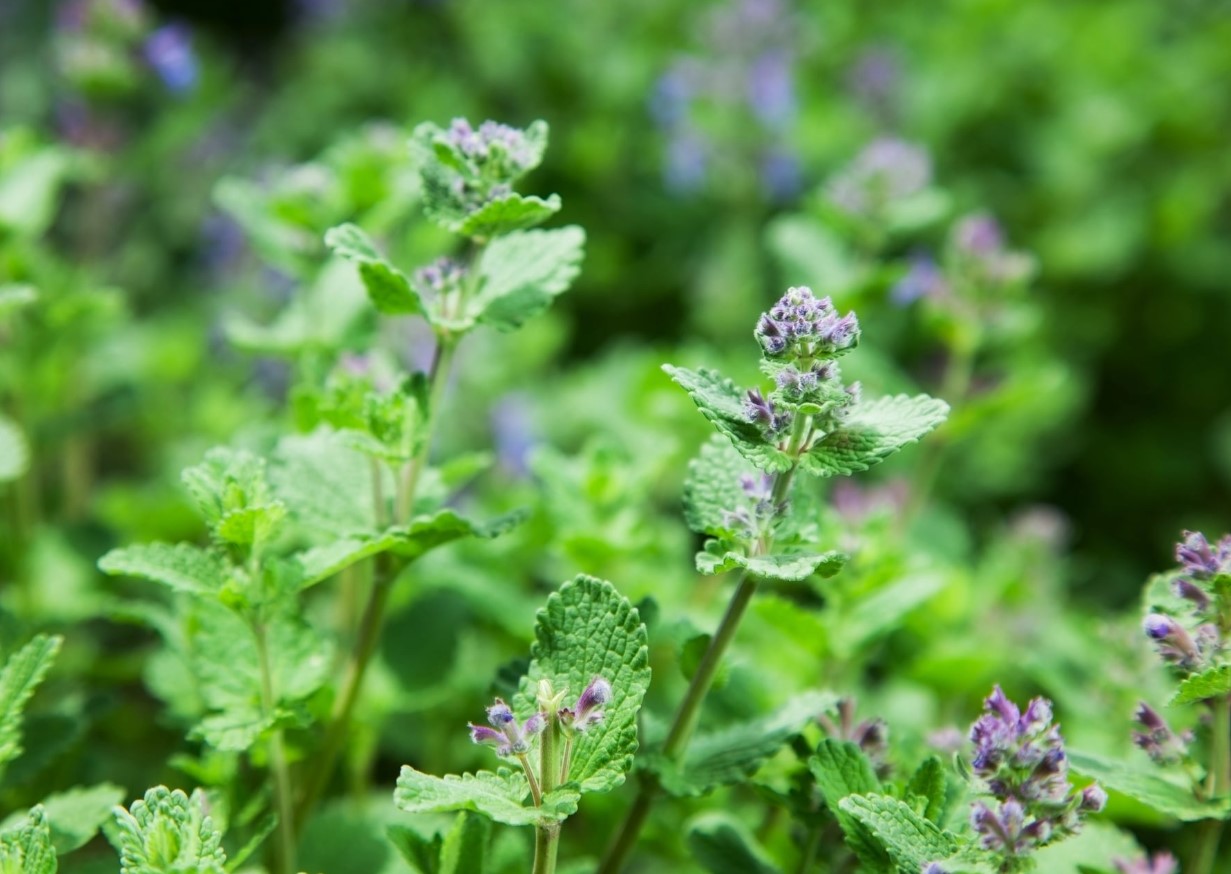 Nepeta cataria