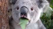 Koala-mødre får deres unger til at spise afføring. Det er for deres eget bedste.