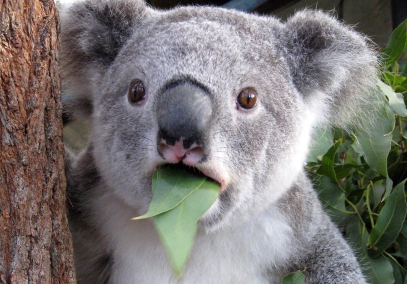 Koala-mødre får deres unger til at spise afføring. Det er for deres eget bedste.