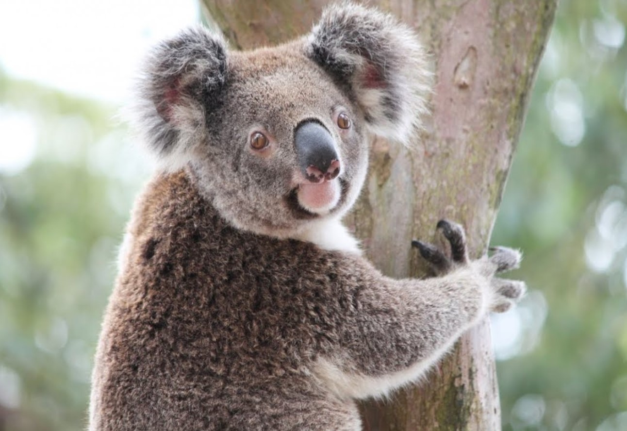 Koala-mødre får deres unger til at spise afføring. Det er for deres eget bedste.