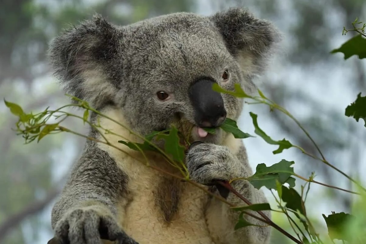 Koala-mødre får deres unger til at spise afføring. Det er for deres eget bedste.