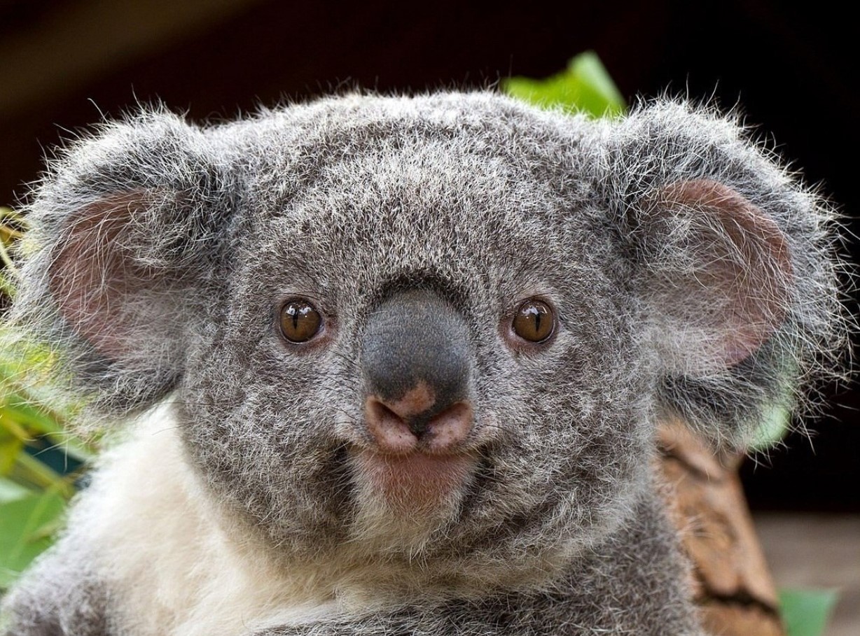 Koala-mødre får deres unger til at spise afføring. Det er for deres eget bedste.