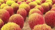 Kochia scoparia