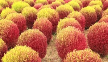 Kochia scoparia