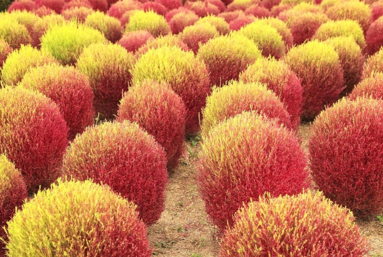 Kochia scoparia