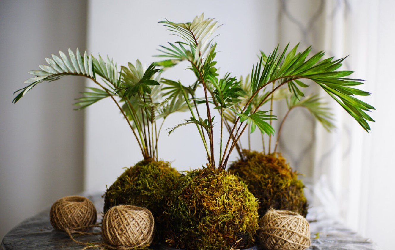 Kokedama er den smukke trend med planter uden potter, som du bør prøve i foråret