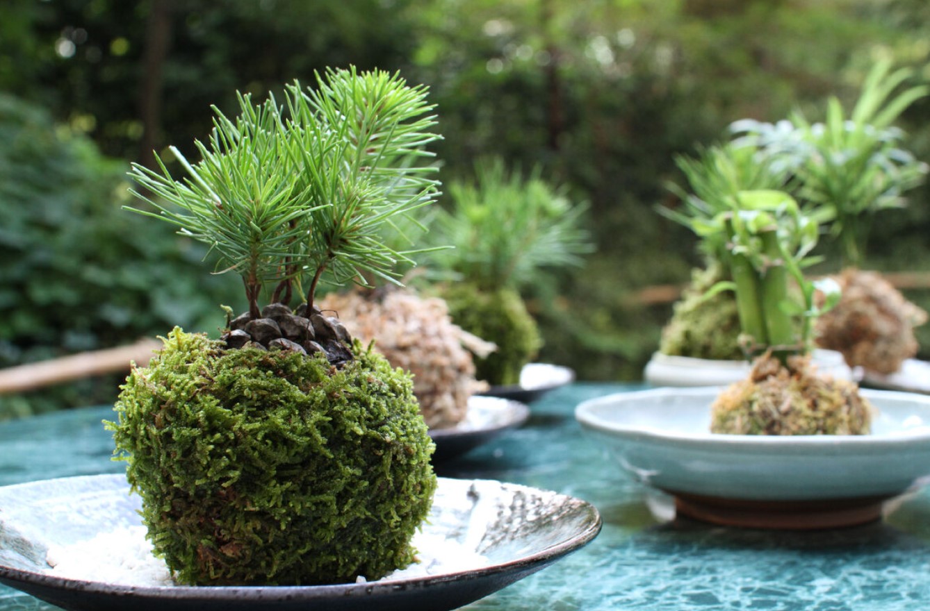 Kokedama er den smukke trend med planter uden potter, som du bør prøve i foråret