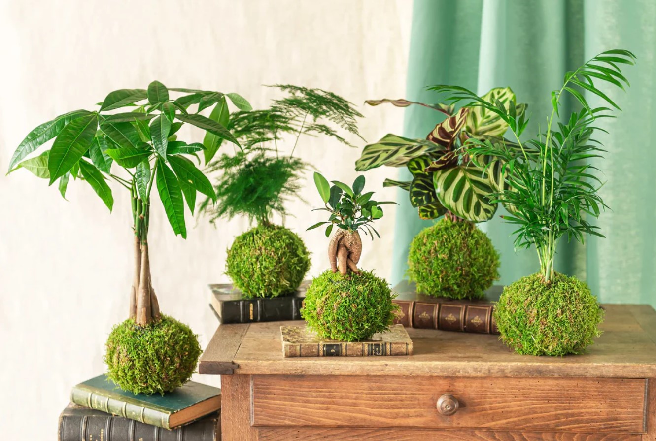 Kokedama er den smukke trend med planter uden potter, som du bør prøve i foråret