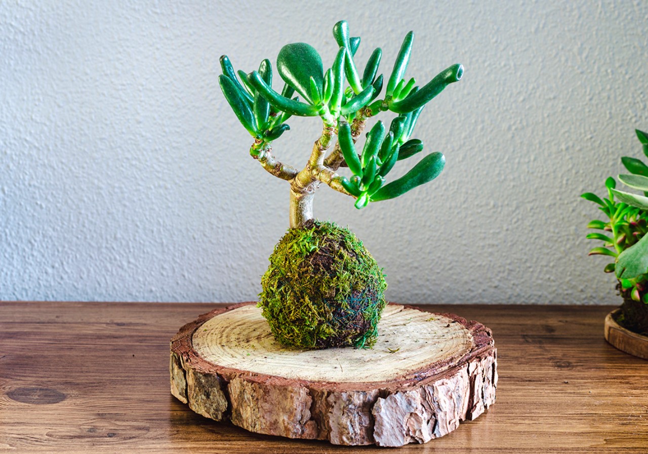Kokedama er den smukke trend med planter uden potter, som du bør prøve i foråret