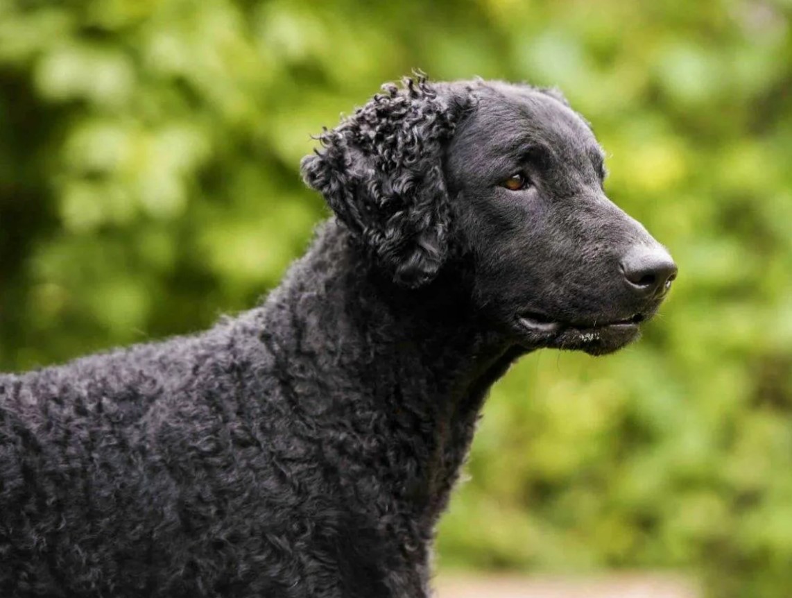 Krøllet retriever
