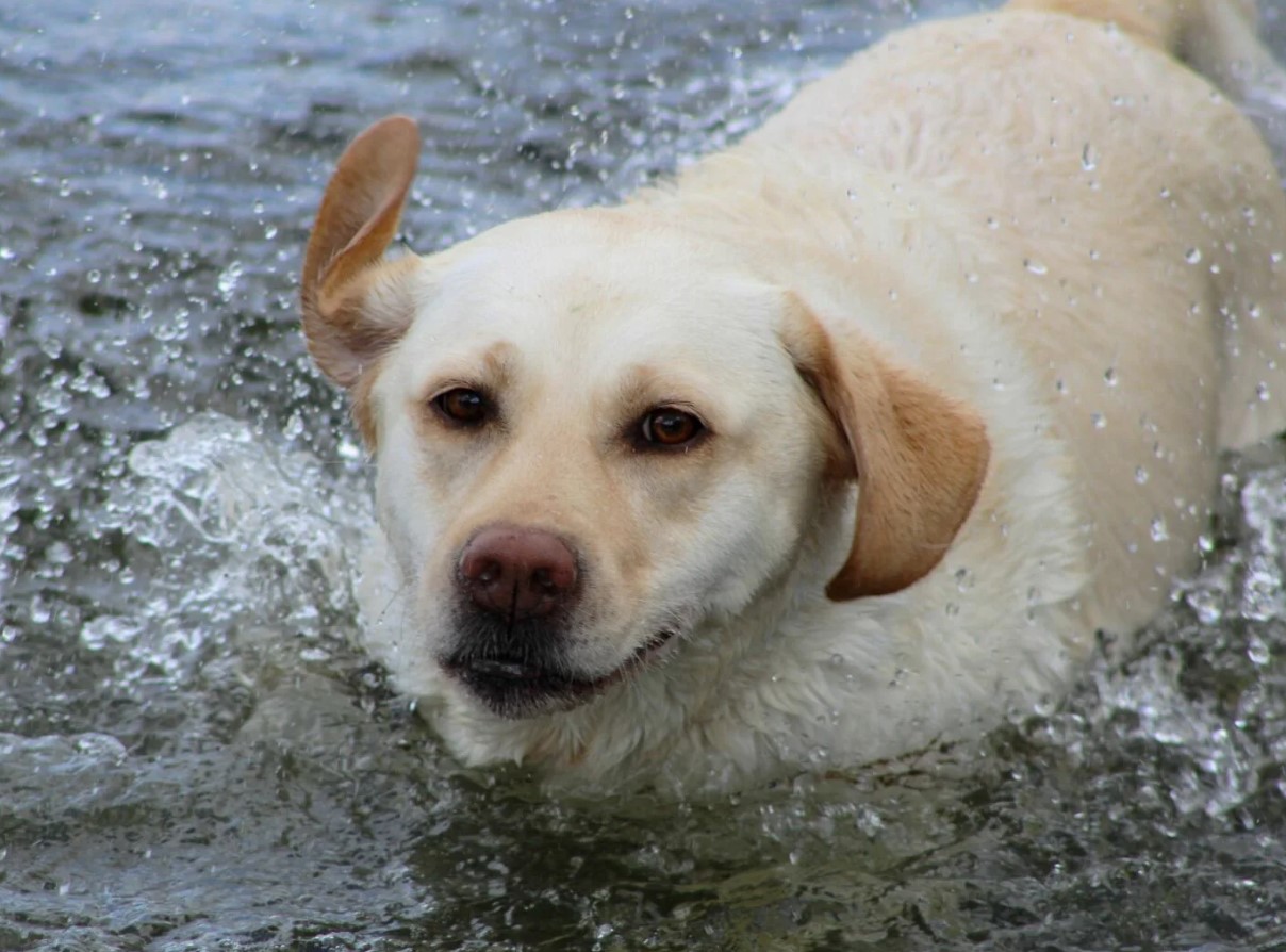 Labrador retriever