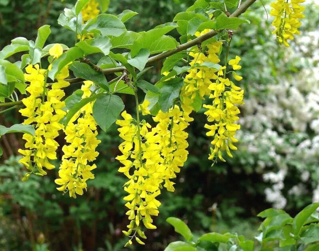 Laburnum alpinum