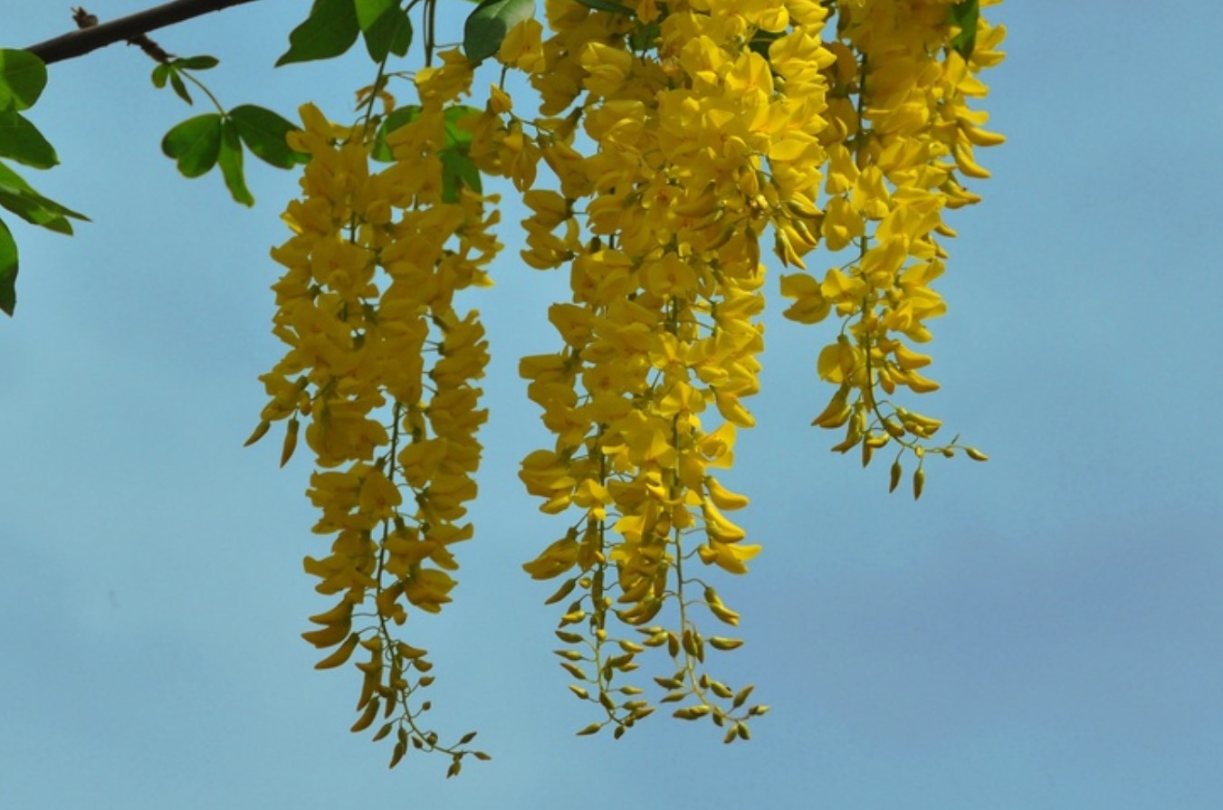 Laburnum anagyroides
