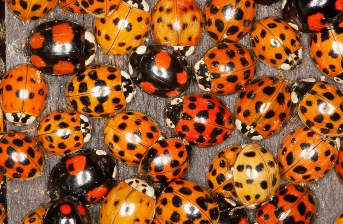 Mariehøns vs. asiatiske mariehøns: Sådan skelner du de gode insekter fra de dårlige