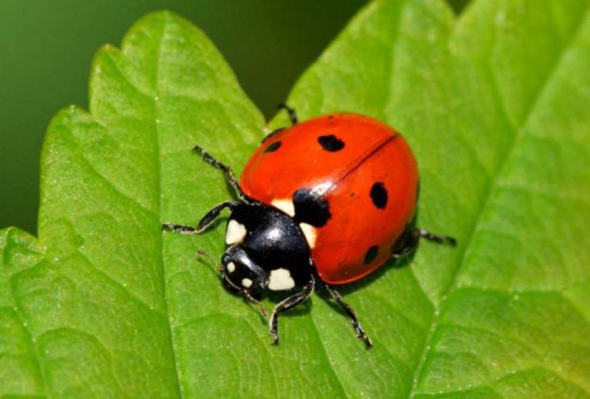 Mariehøns vs. asiatiske mariehøns: Sådan skelner du de gode insekter fra de dårlige