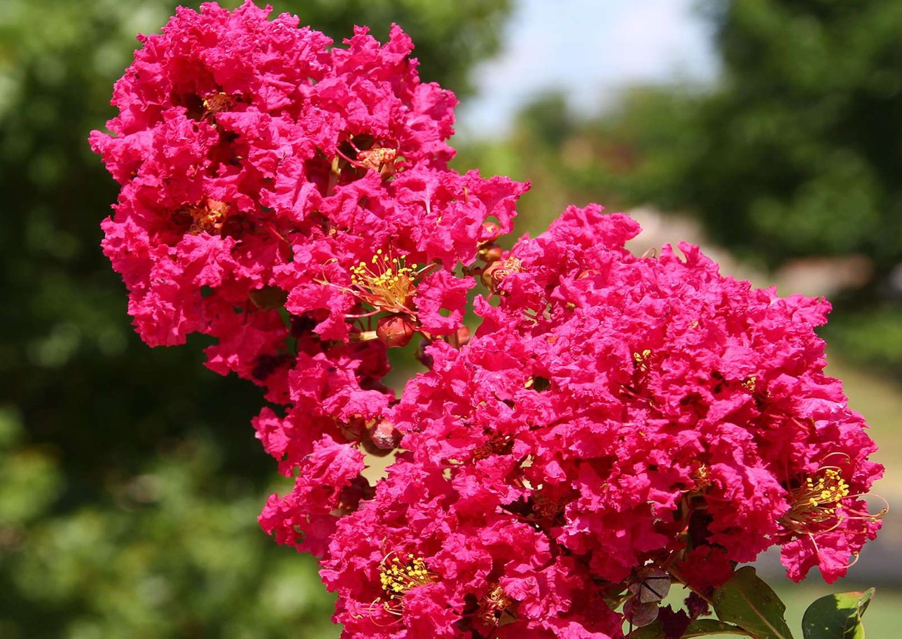 Blomstrer op til 120 dage om året. Plant den i haven i stedet for hortensia