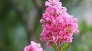 Blomstrer op til 120 dage om året. Plant den i haven i stedet for hortensia