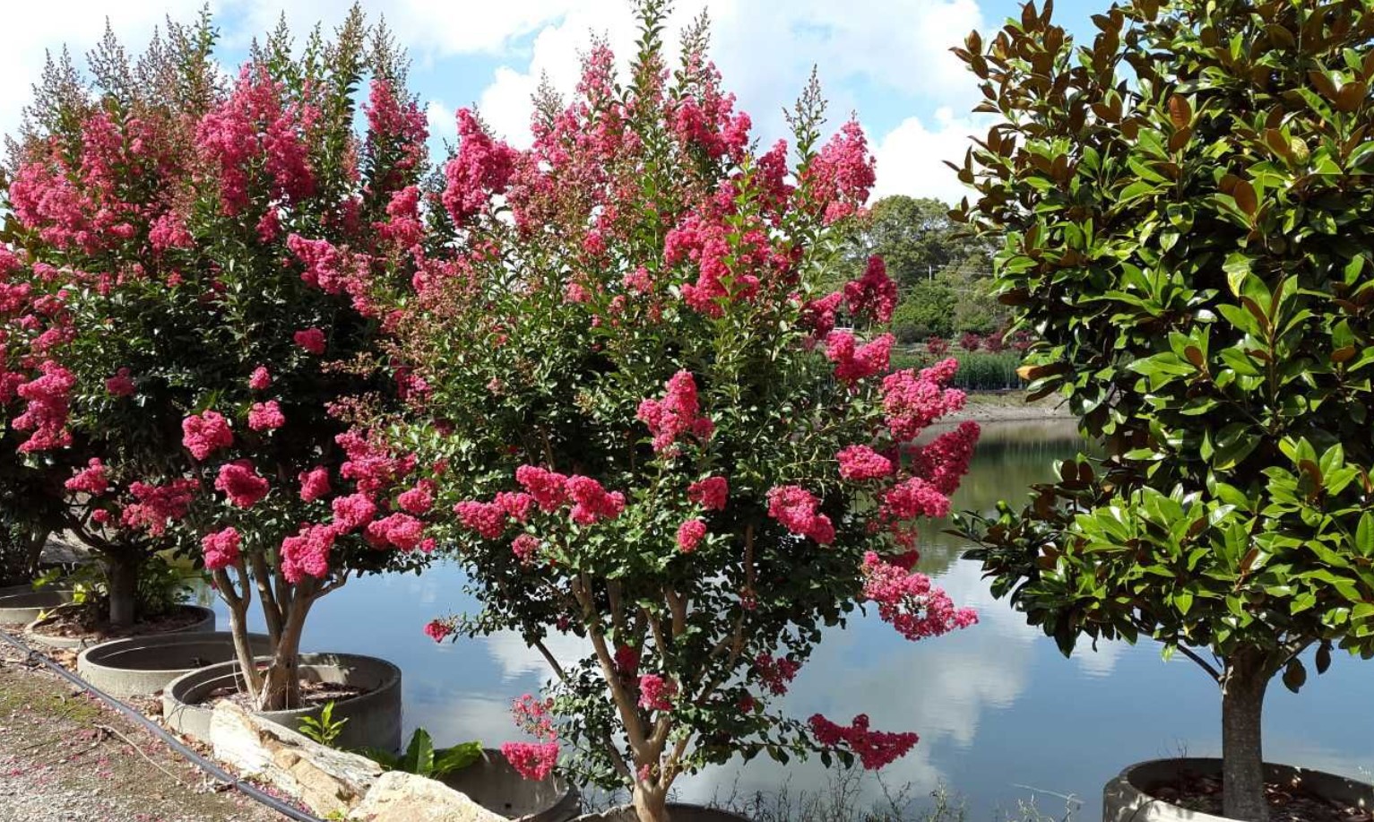 Blomstrer op til 120 dage om året. Plant den i haven i stedet for hortensia