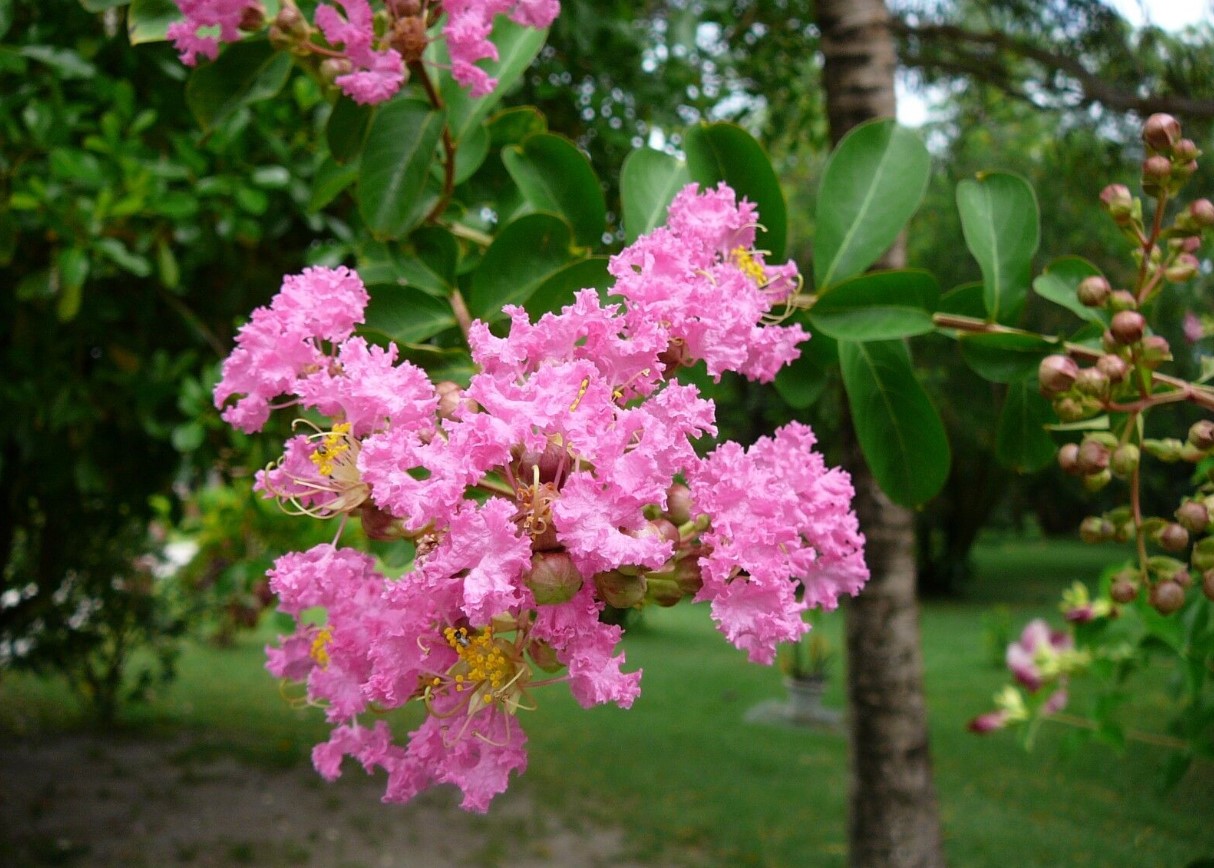 Lagerstroemia indica