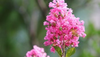 Blomstrer op til 120 dage om året. Plant den i haven i stedet for hortensia