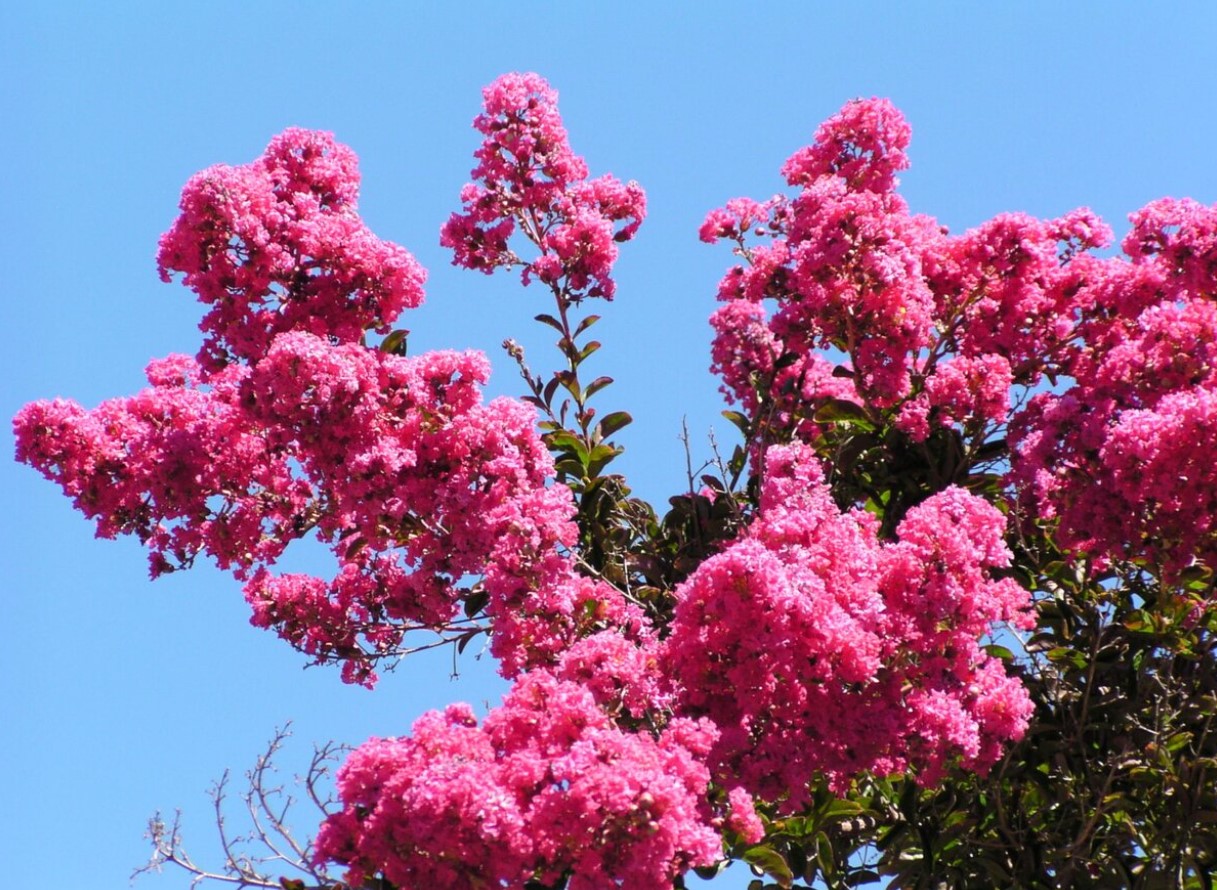 Lagerstroemia indica