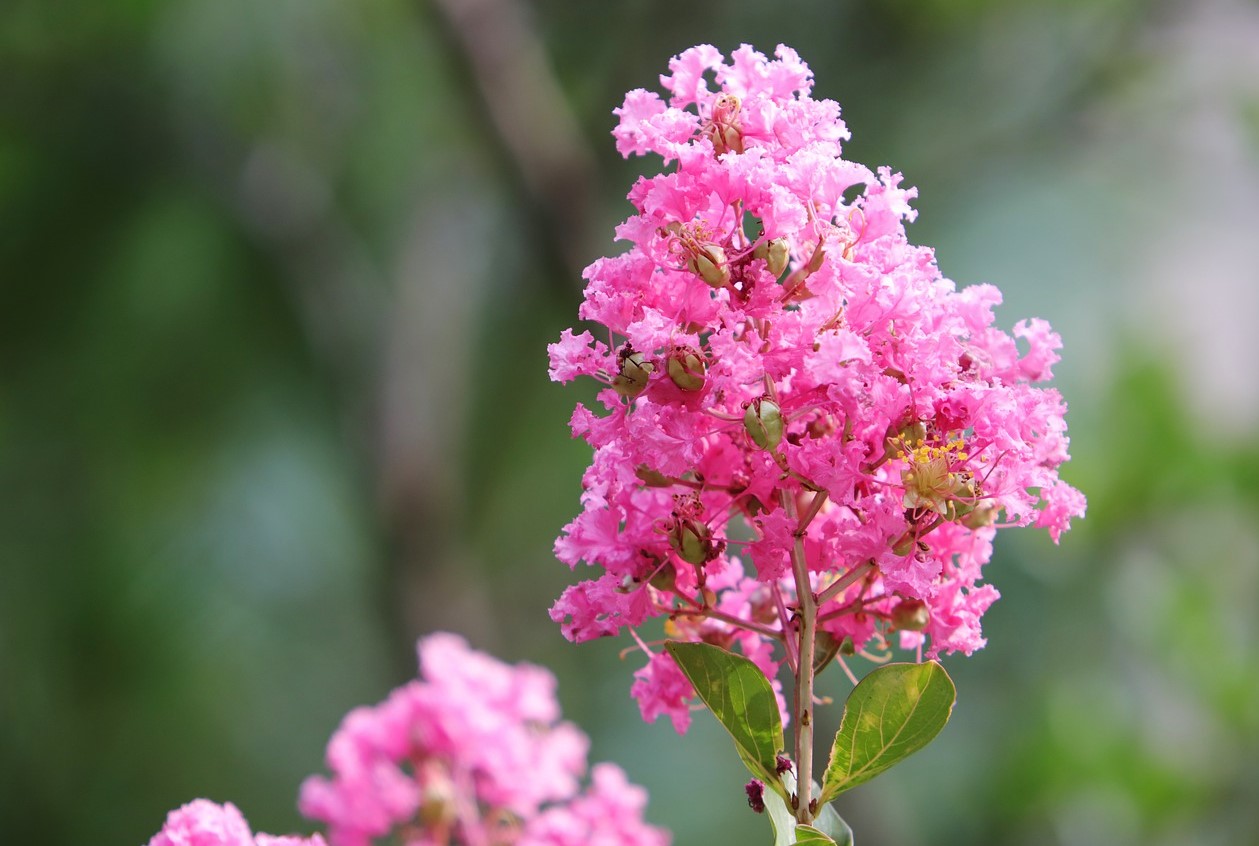 Blomstrer op til 120 dage om året. Plant den i haven i stedet for hortensia