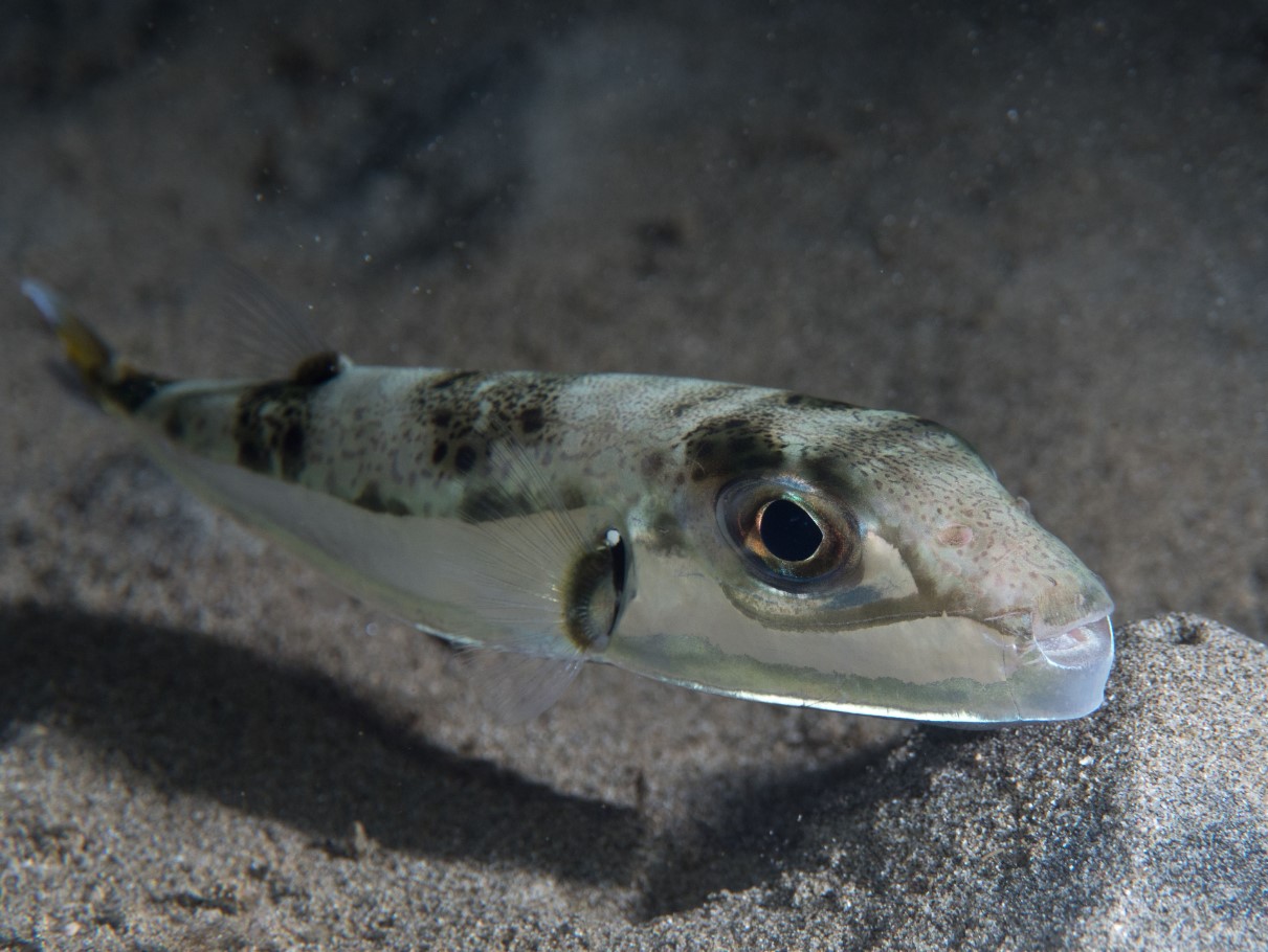 Lagocephalus sceleratus