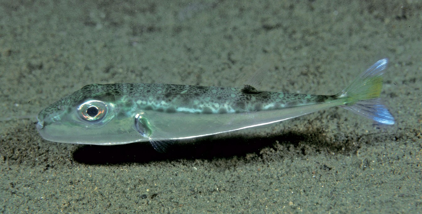 Lagocephalus sceleratus