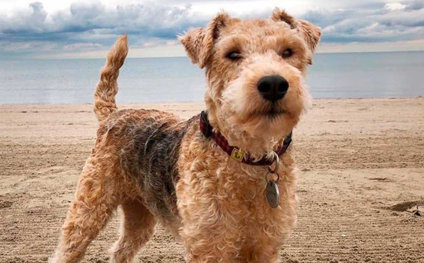 Lakeland terrier
