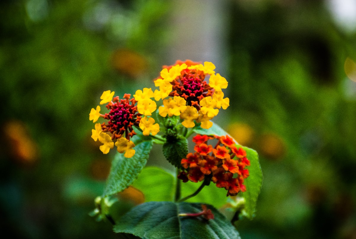 Denne staude skal du have i haven: den skifter blomsterfarve, og dens duft tiltrækker sommerfugle og bier