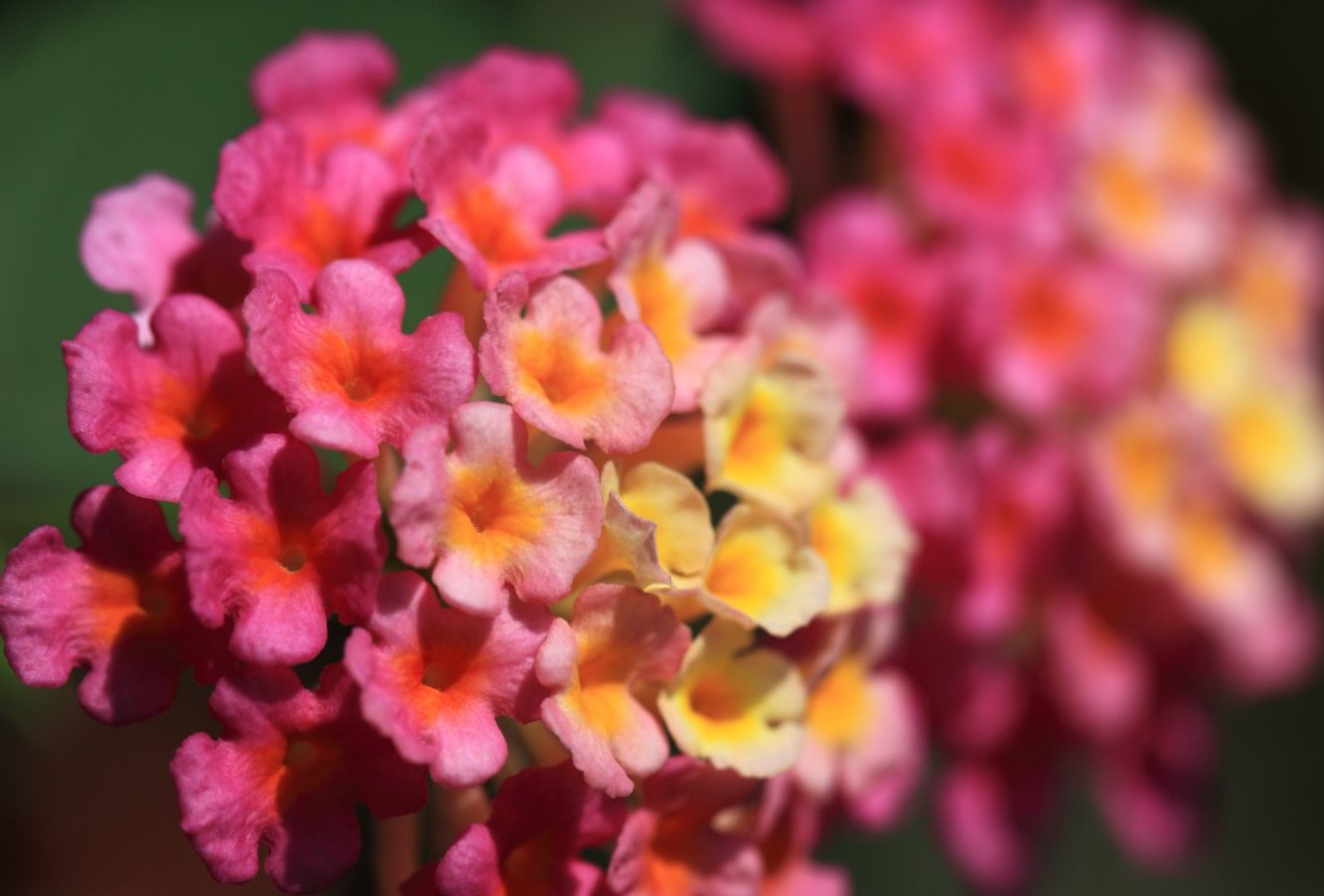Denne staude skal du have i haven: den skifter blomsterfarve, og dens duft tiltrækker sommerfugle og bier