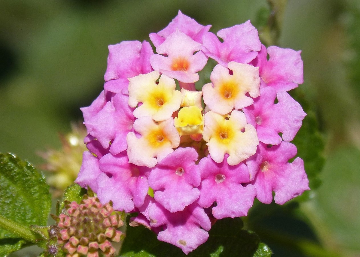 Denne staude skal du have i haven: den skifter blomsterfarve, og dens duft tiltrækker sommerfugle og bier