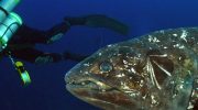 'Levende fossil' fiskearter, der engang blev anset for at være udryddet for 70 millioner år siden, fotograferet i sjældent syn