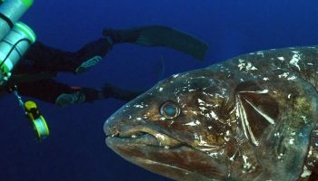 'Levende fossil' fiskearter, der engang blev anset for at være udryddet for 70 millioner år siden, fotograferet i sjældent syn