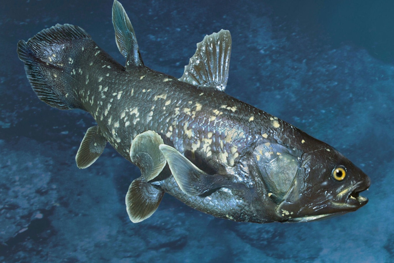 Latimeria menadoensis