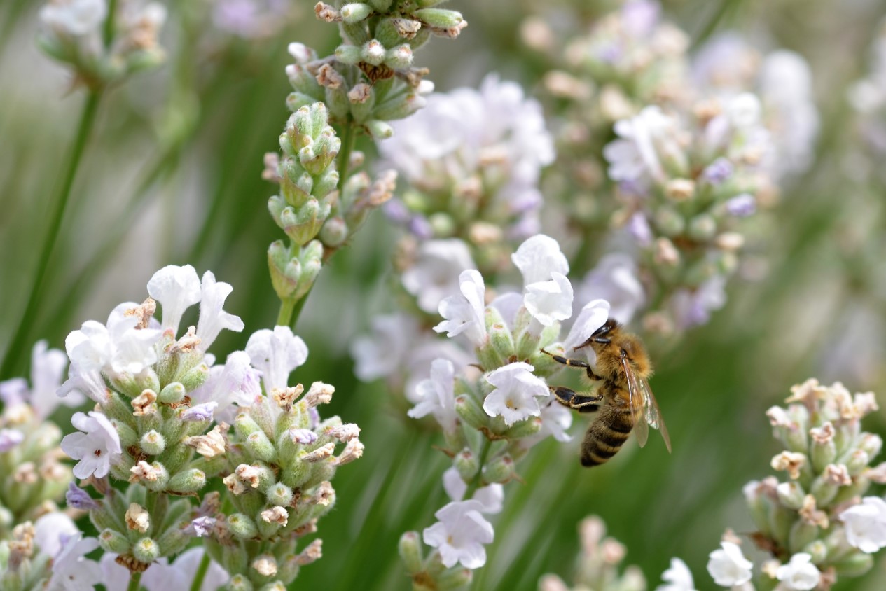 Hvid lavendel (Lavandula angustifolia Alba)