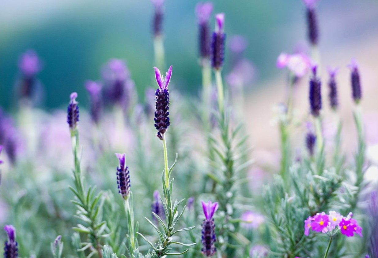 Lavandula angustifolia