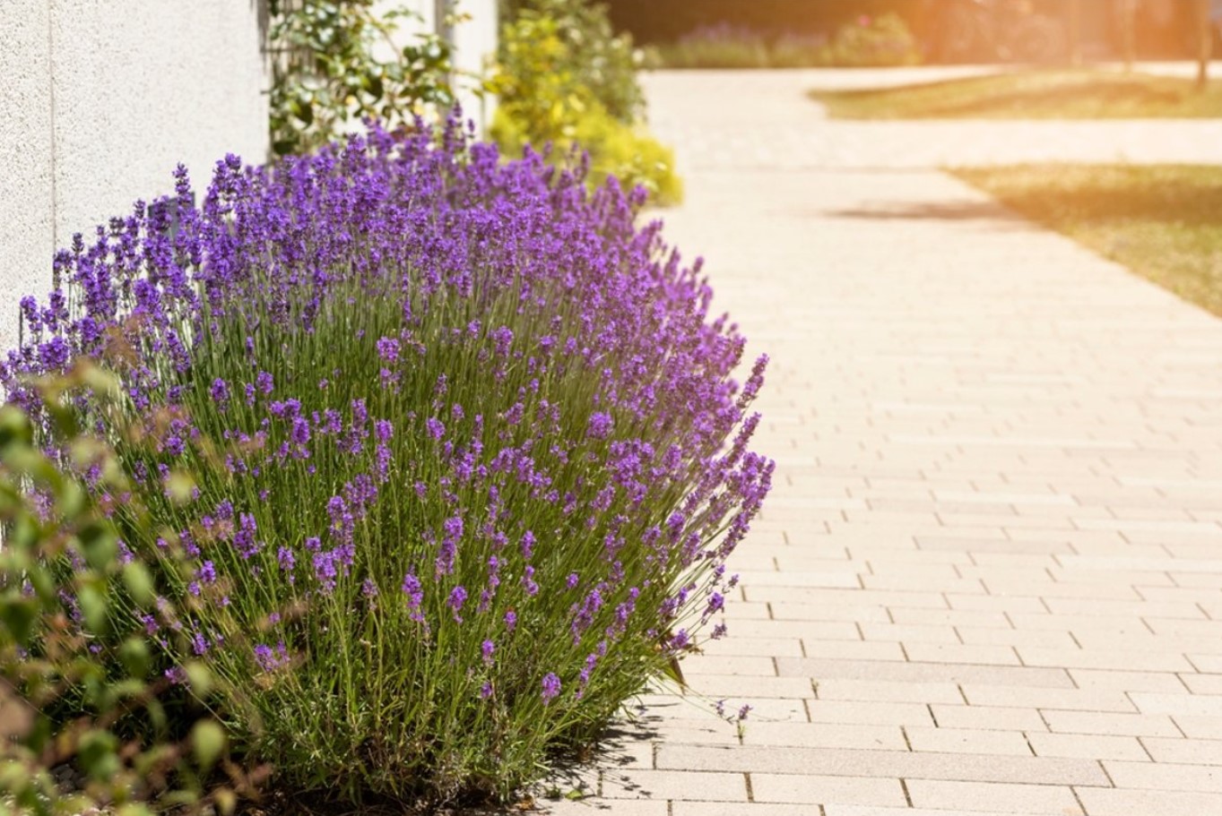 Hvilke blomster skal man plante i juni: de tåler varme og vil blomstre flot allerede i år