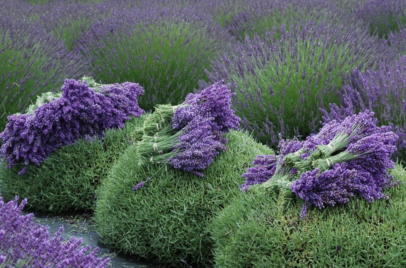 Pandehår til lavendel: en gartner fortalte, hvordan man beskærer planten for at få en perfekt 'buskformet kugle'